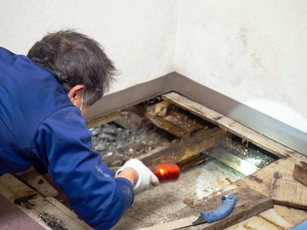 Best Attic Mold Removal  in Lake Holiday, VA