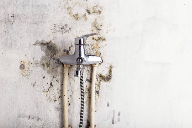 Best Best Mold Removal Companies  in Lake Holiday, VA