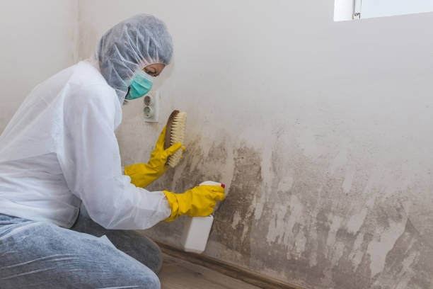 Office Mold Removal Services in Lake Holiday, VA