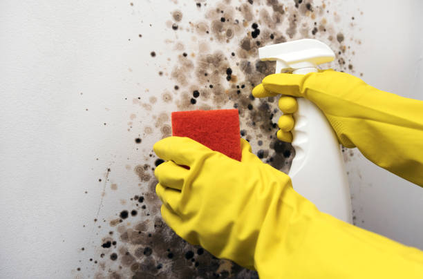Best Local Mold Removal Service  in Lake Holiday, VA