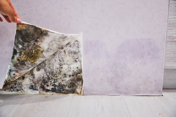 Best Mold Cleaning Services  in Lake Holiday, VA